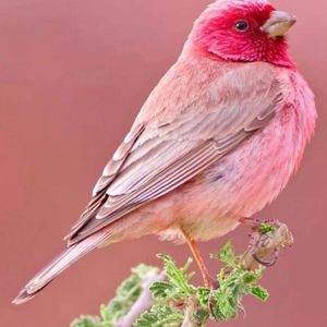 Meet your Posher, Valerie